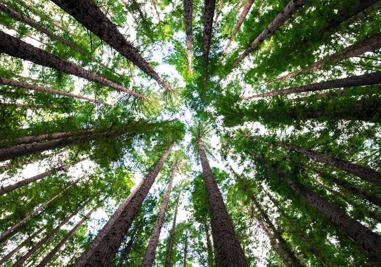 The Future is Green