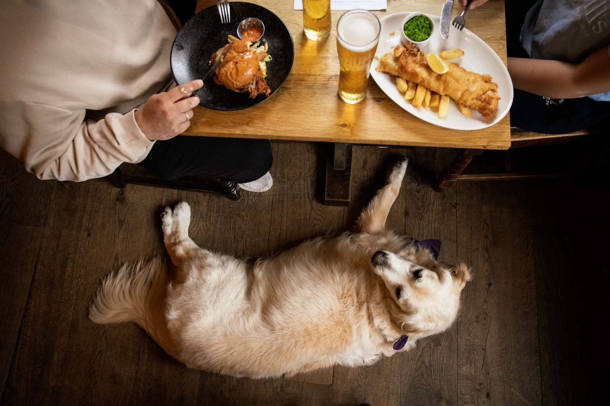A golden retriever rests on a wooden floor; two people dine at a nearby table, enjoying burgers, fish and chips, and beer.