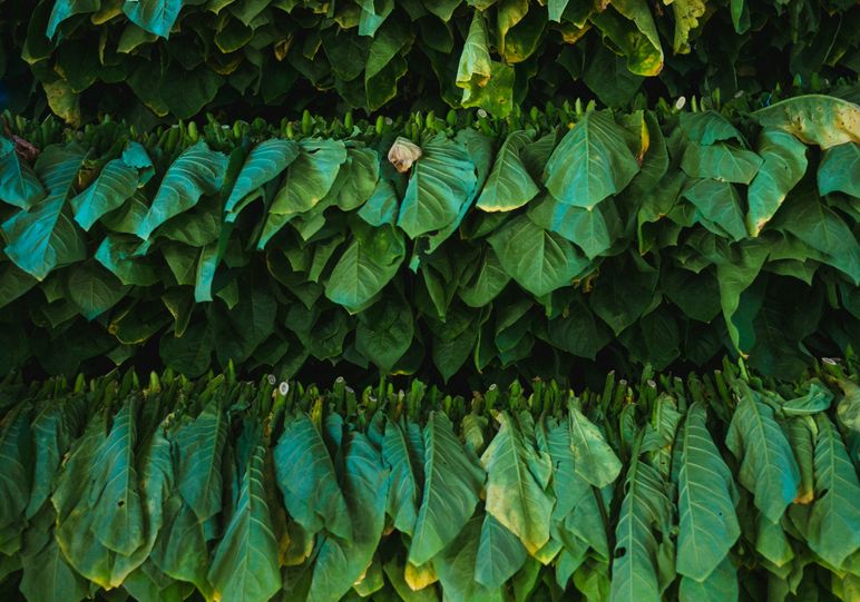 The Digital Transformation of Tobacco: Embracing Change for a Healthier Future